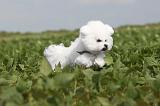 BICHON FRISE 211